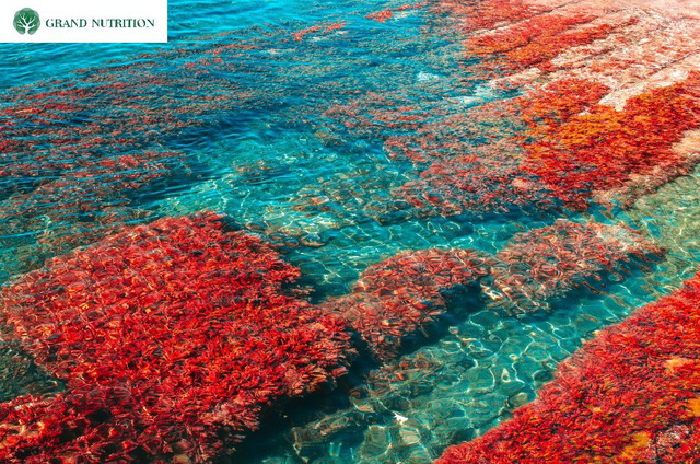 Tảo biển đỏ trong nước tăng chiều cao GTall