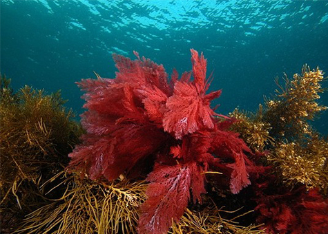Tảo biển đỏ